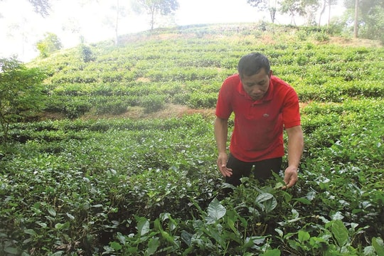 Công ty CP Supe Phốt phát và Hóa chất Lâm Thao: Khẳng định thương hiệu  bằng chất lượng sản phẩm