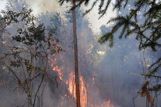 Lạng Sơn: Tăng cường phòng cháy, chữa cháy rừng