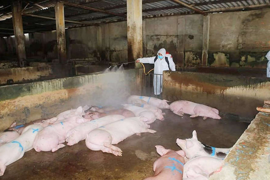Thừa Thiên Huế: Công tác tái đàn lợn vẫn đảm bảo
