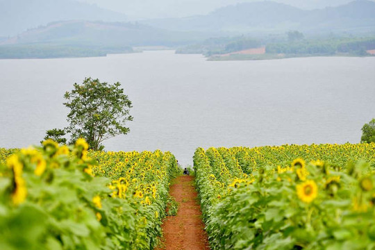 Bí kíp “bỏ túi” khi đến cánh đồng hoa hướng dương lớn nhất Việt Nam tại Nghệ An 