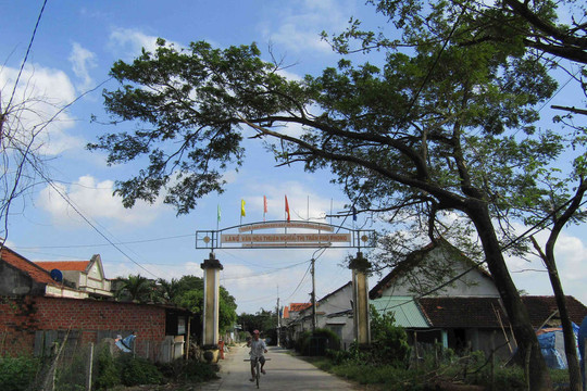 Bình Định: Làng rau Thuận Nghĩa chạy đua cùng Tết