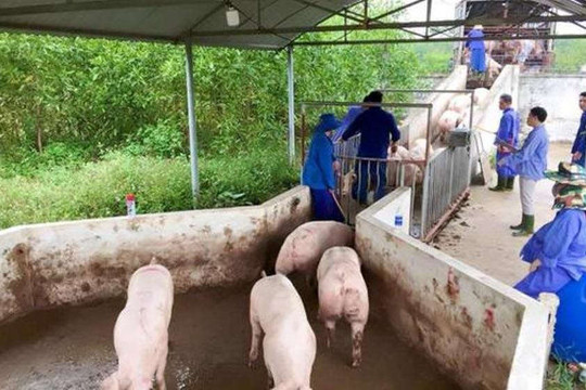 Hà Tĩnh: Có khoảng 65 ngàn con lợn thịt kịp xuất bán trong dịp Tết