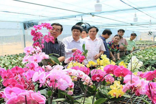 Hàng vạn cây hoa sẵn sàng cung ứng thị trường hoa Tết ở Quảng Trị