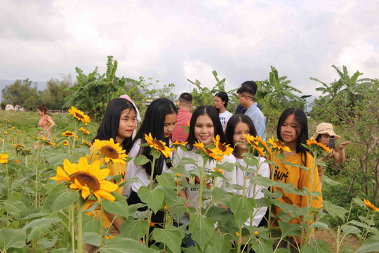Bình Định: Vườn hoa Hướng Dương nở sớm trở thành điểm hẹn lý tưởng cho mùa Tết Canh Tý 