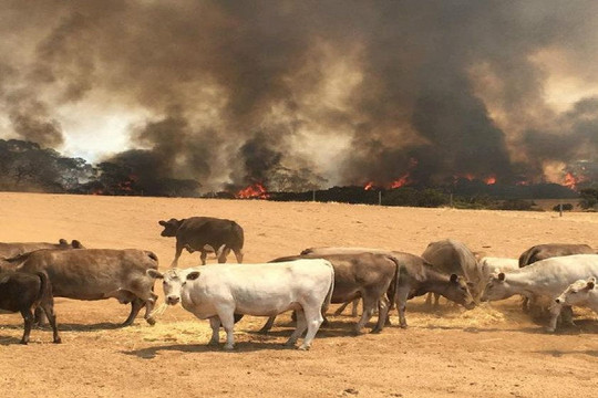 Nhà chức trách kêu gọi 240.000 người Australia sơ tán vì cháy rừng có nguy cơ gia tăng