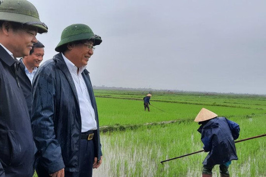 Quảng Trị: Tranh thủ thời tiết thuận lợi, nông dân ra đồng sản xuất đầu năm