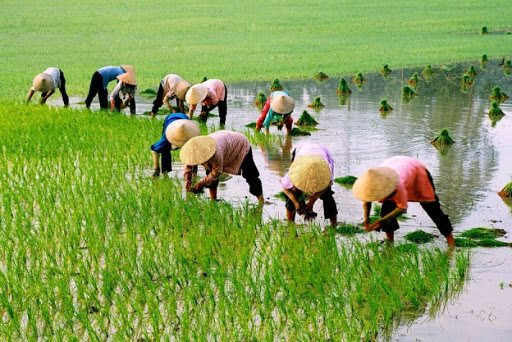 Tập trung lấy nước tối đa phục vụ gieo cấy lúa vụ Đông Xuân