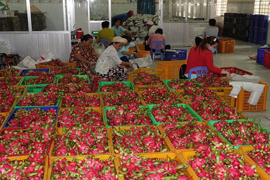 Tiền Giang: Hỗ trợ nông dân tiêu thụ trái cây do ảnh hưởng dịch nCoV