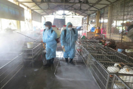Tiêu hủy hơn 43.000 con gia cầm ở 5 tỉnh, thành phố vì dịch cúm A/H5N6