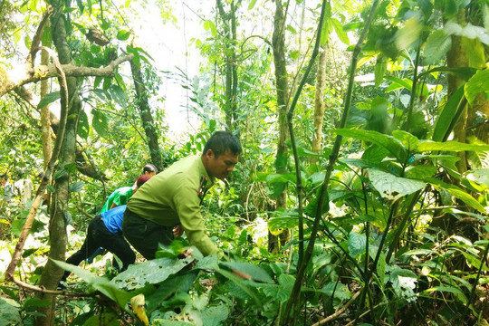 Điên Biên: Triển khai chính sách chi trả dịch vụ môi trường rừng năm 2020