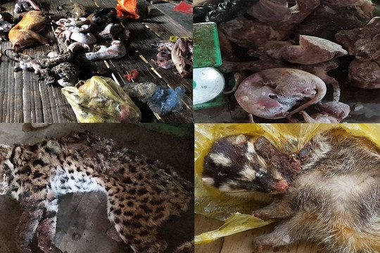 Thanh Hóa: Bắt giữ 2 vụ tàng trữ, mua bán số lượng lớn động vật hoang dã