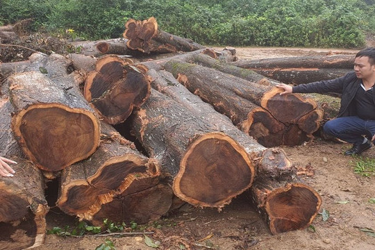 Quảng Trị: Nghi vấn mở đường qua rừng đặc dụng để vận chuyển gỗ?
