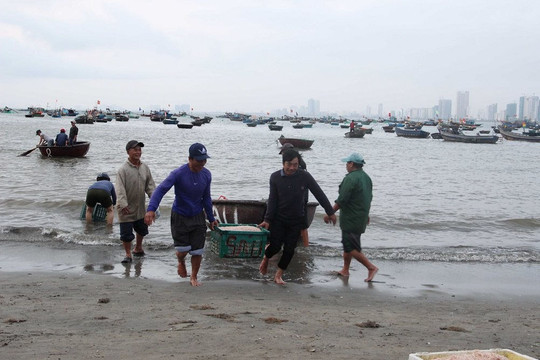 Ngư dân Đà Nẵng phấn khởi được mùa ruốc
