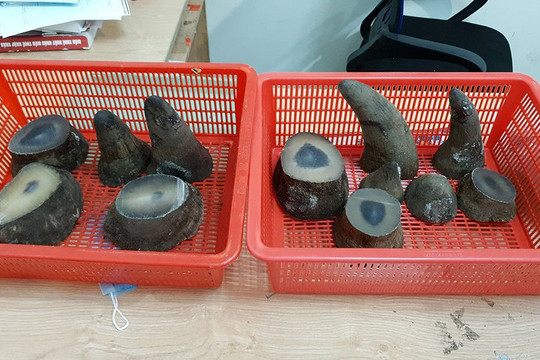Bắt giữ 6,2 kg nghi sừng tê giác trên chuyến bay từ Qatar về Việt Nam