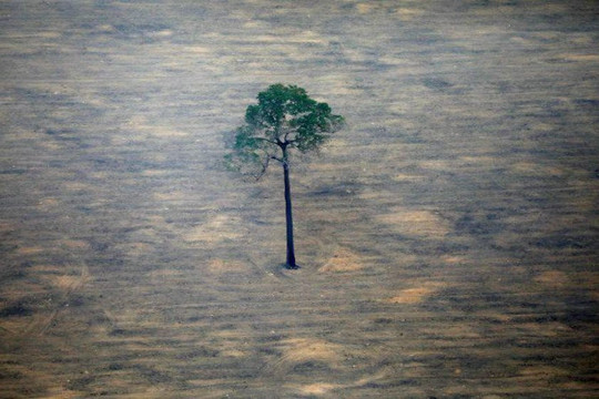 Amazon và các hệ sinh thái lớn khác có nguy cơ sụp đổ nhanh?