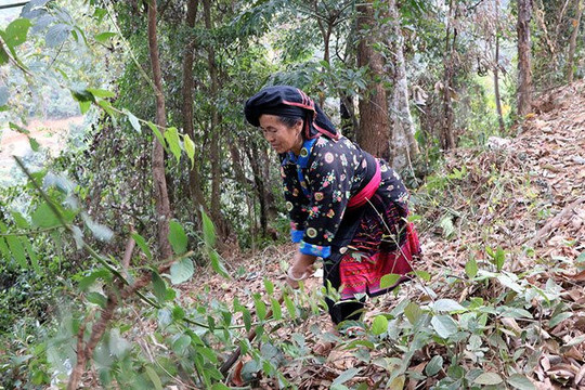 Huyện Điện Biên Đông:  Chỉ tiêu khoanh nuôi tái sinh rừng khó hoàn thành