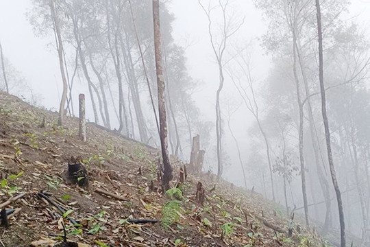 Phạt 380 triệu đồng các hộ dân phá rừng tập thể ở Lào Cai
