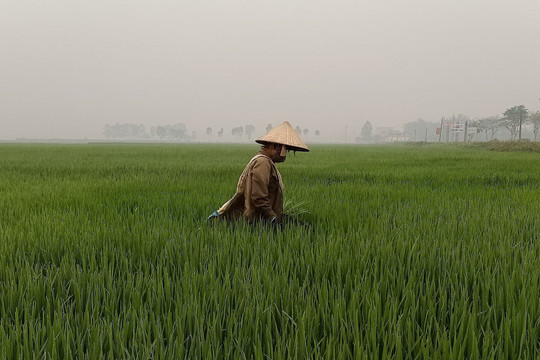 Điện Biên: Trên 1.000ha lúa Đông Xuân bị ảnh hưởng do bệnh đạo ôn