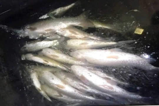 Đình chỉ hoạt động 4 cơ sở sản xuất trong vụ cá chết bất thường trên sông Mã