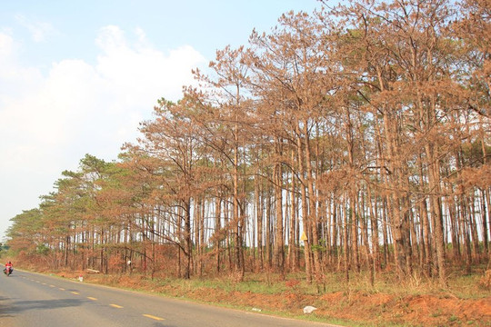 Đắk Nông: Cả trăm ha rừng thông dọc quốc lộ 28 bị "đầu độc"