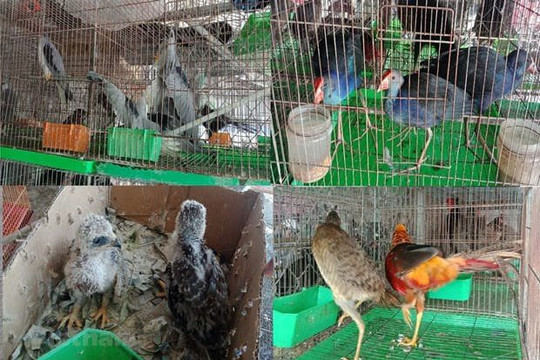 Người dân Việt Nam ủng hộ việc đóng cửa thị trường buôn bán động vật hoang dã