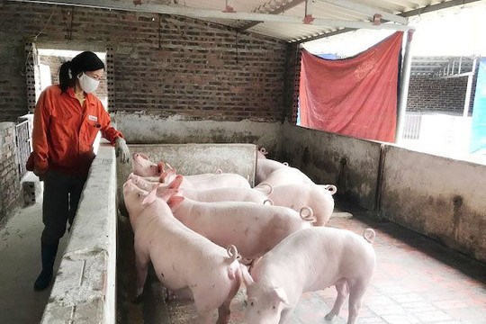 Quảng Ninh: Đẩy nhanh việc tái đàn lợn theo hướng an toàn, hiệu quả