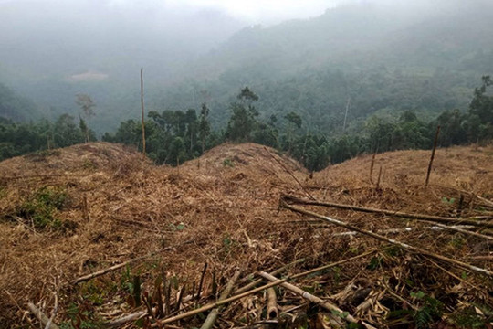 Lào Cai: Khởi tố các đối tượng bán rừng phòng hộ lấy tiền tiêu