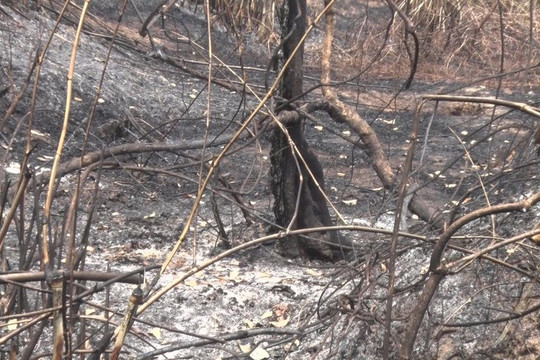 Đắk Nông: Điều tra nguyên nhân vụ cháy hơn 23ha rừng phòng hộ