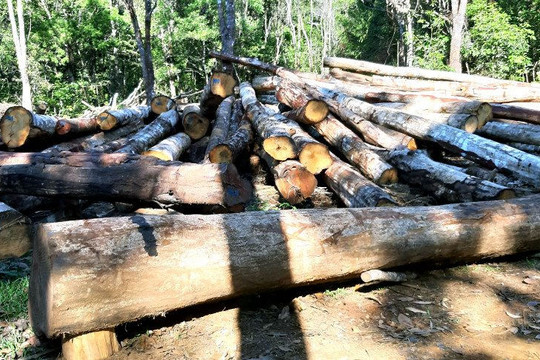 Lợi dụng việc tận thu gỗ đường dây 500KV để khai thác gỗ ngoài hành lang tuyến
