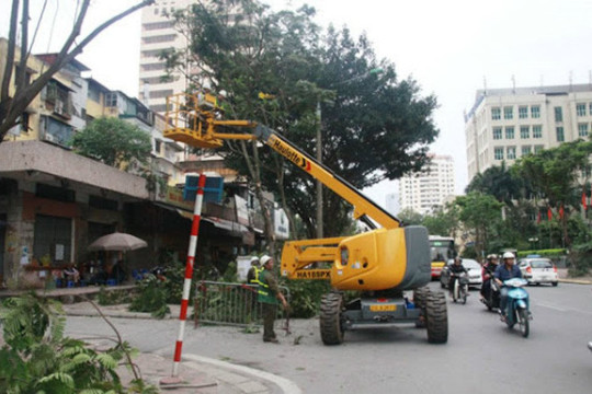 Hà Nội: Giảm thiệt hại từ nguy cơ cây gãy, đổ mùa mưa bão