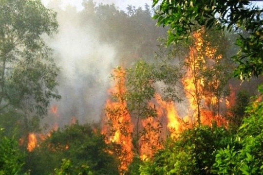 Cảnh báo nguy cơ cháy rừng do nắng nóng gay gắt