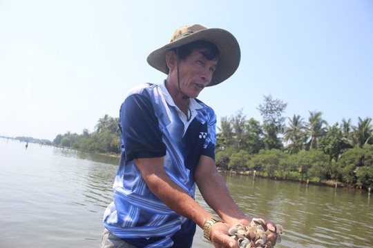 Quảng Nam: Nghêu chết trắng sông Trường Giang, nghi do ô nhiễm nguồn nước