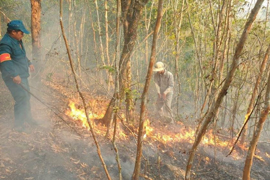 Miền Trung: Nguy cơ cao xảy ra cháy rừng