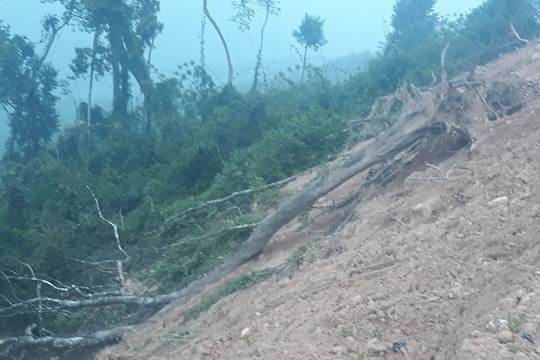 Nghệ An: Cần xử lý nghiêm việc phá rừng phòng hộ để trồng keo