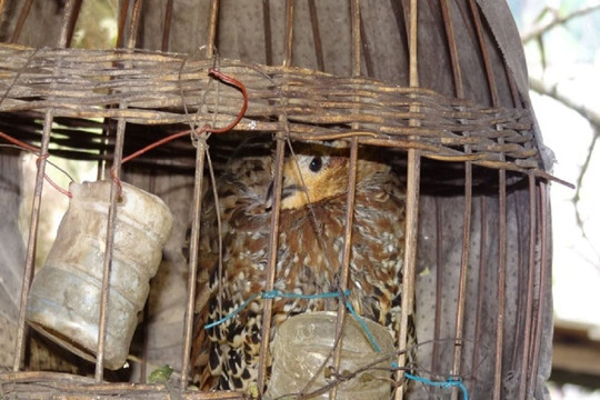 Nghệ An: Phát hiện 3 loài chim mới tại Khu bảo tồn thiên nhiên Pù Hoạt