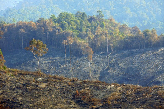 Quảng Nam: Cháy rừng phòng hộ, Chủ tịch tỉnh chỉ đạo "nóng" 