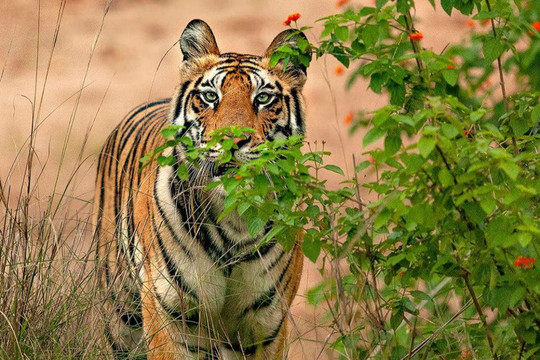 Nghiên cứu mới về ảnh hưởng của việc xây dựng đường đến bảo tồn hổ