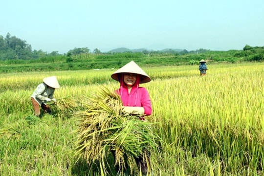 Không đầu hàng trước thiên tai...