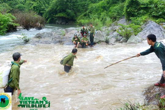 Những "chiến binh" thầm lặng của rừng quốc gia Pù Mát