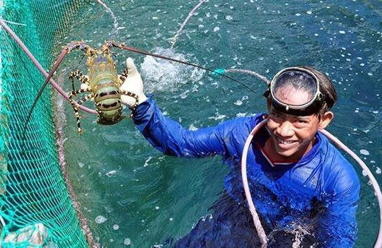Quảng Ngãi: Đề xuất bảo tồn 5 nguồn gen sinh vật biển đang bị đe dọa