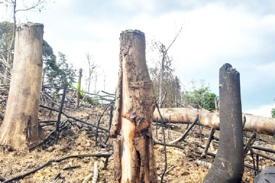Khởi tố vụ đốt phá rừng đầu nguồn tại Thừa Thiên Huế