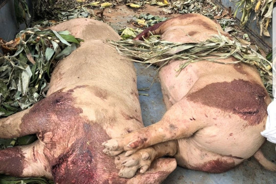 Quảng Trị: Phát hiện vụ vận chuyển lợn chết đem đi tiêu thụ