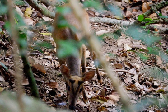 Đà Nẵng: Phát hiện hơn 1.300 bẫy thú ở Khu bảo tồn thiên nhiên Sơn Trà