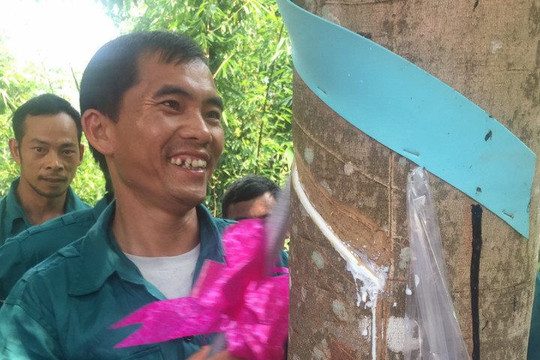 Điện Biên: Sớm thanh toán tiền chia sản phẩm cho người dân góp đất trồng cao su