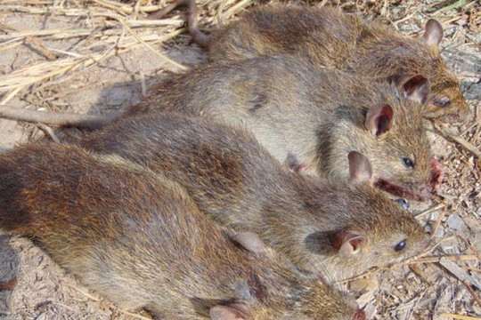 Nghiên cứu mới: Tỉ lệ dương tính với vi rút corona khá cao trên chuột đồng