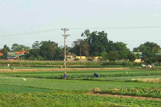  Quảng Ninh chuyển đổi hơn 3.000 ha đất lúa kém hiệu quả sang cây trồng khác