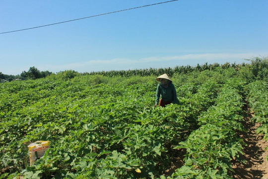 Mô hình chống hạn hiệu quả của nông dân Quảng Nam