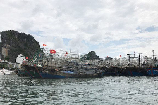 Quảng Ninh: 148 tàu đánh bắt cá chưa lắp thiết bị giám sát hành trình