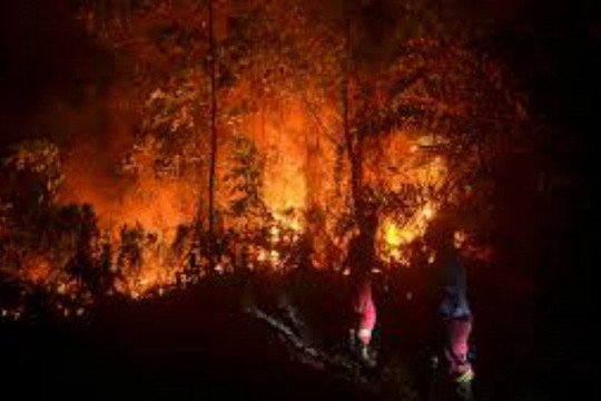 Cháy rừng ở tỉnh Central Kalimantan, Indonesia tuyên bố tình trạng khẩn cấp