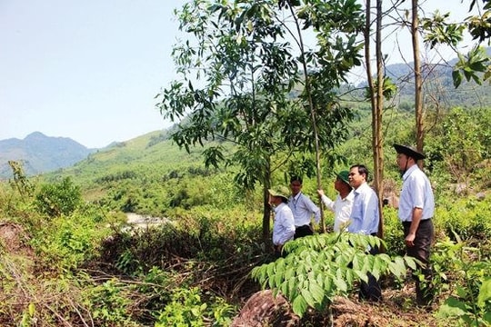 Quảng Ngãi: Ngăn chặn vi phạm pháp luật trong lĩnh vực lâm nghiệp